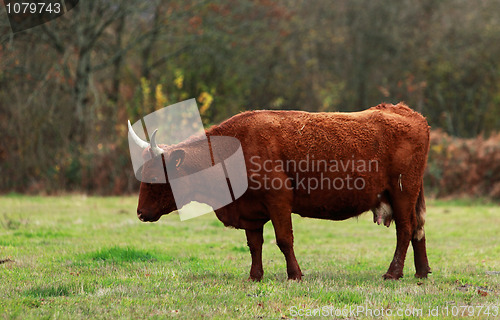 Image of Brown cattle