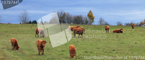 Image of Herd of cattles