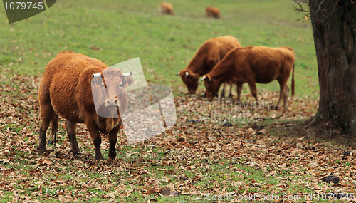 Image of Cattles