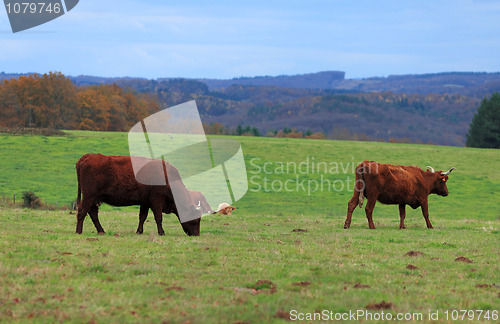Image of Brown cattles 