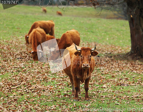 Image of Cattles