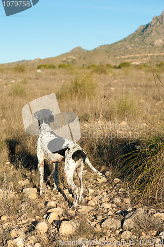 Image of Pointer hunting dog