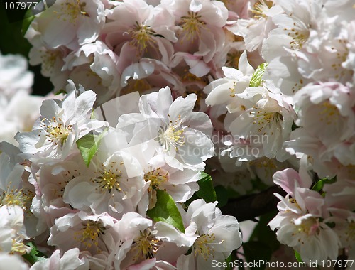 Image of apple blossoms in spring