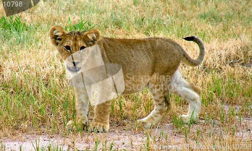 Image of Baby lion