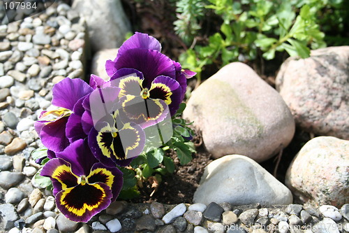 Image of Pansies among stones