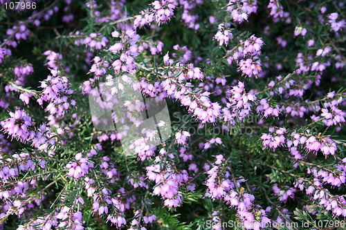 Image of Heather