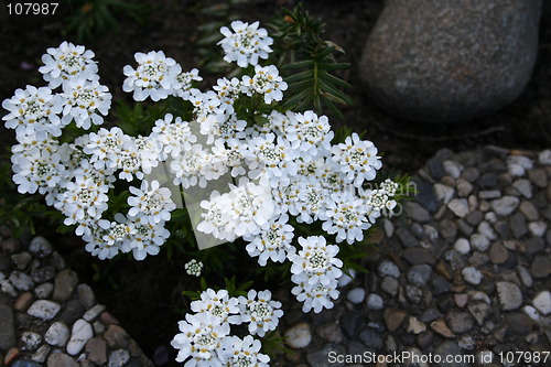 Image of White flowers among stones