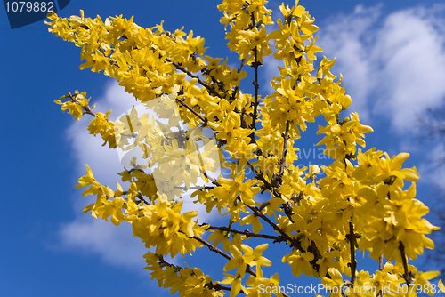 Image of forsythia