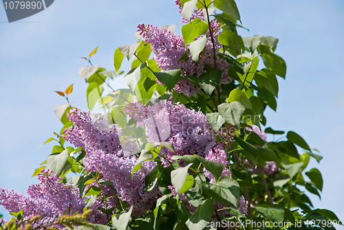 Image of lilac