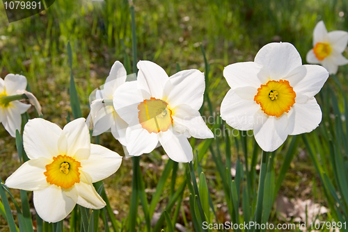 Image of narcissus