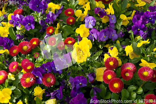 Image of spring flowers