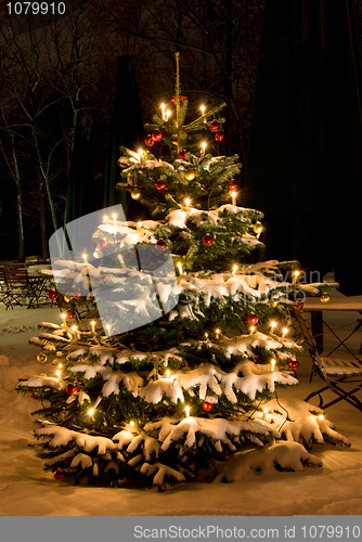 Image of christmas tree
