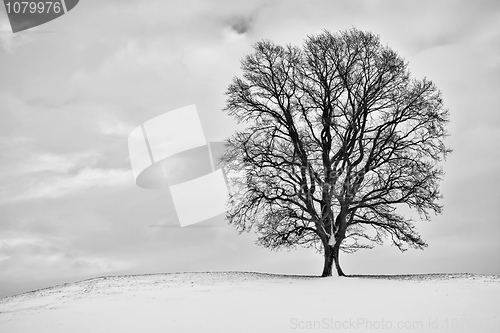 Image of winter tree