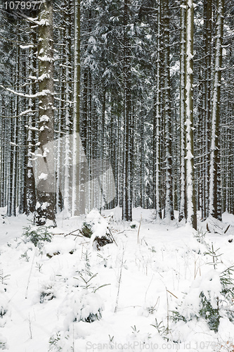 Image of snowy forest