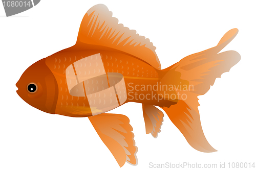 Image of isolated gold fish