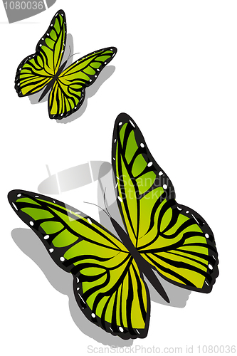 Image of colorful butterflies