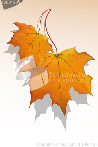 Image of maple leaf