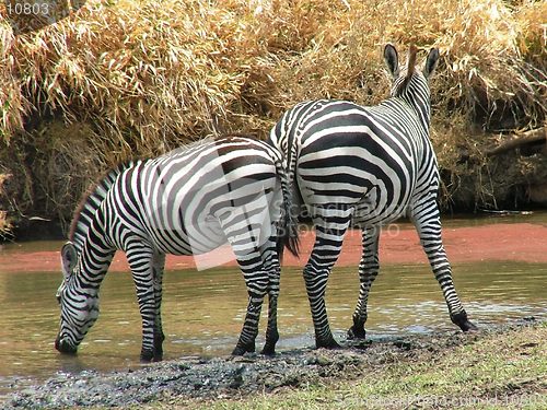 Image of Striped bums