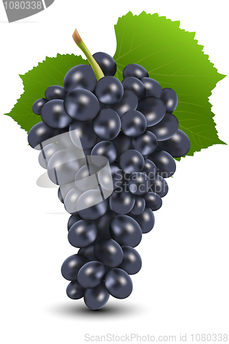 Image of bunch of black grapes