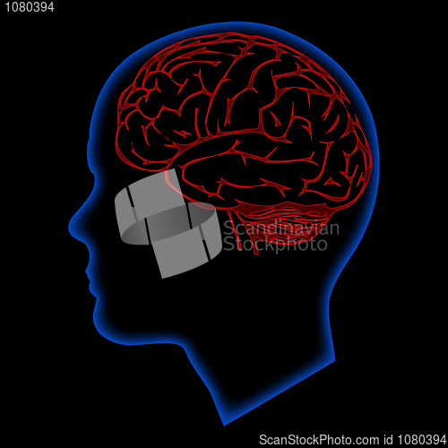 Image of humna brain