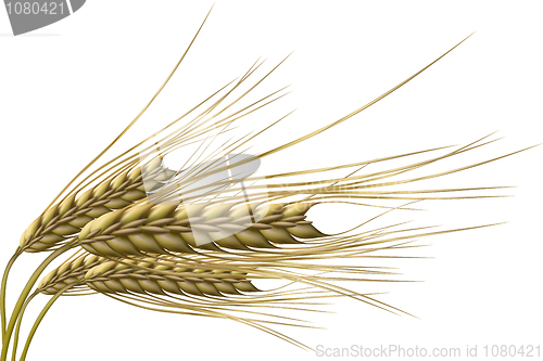 Image of wheat grain