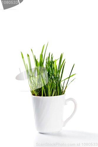 Image of fresh green grass in coffee cup