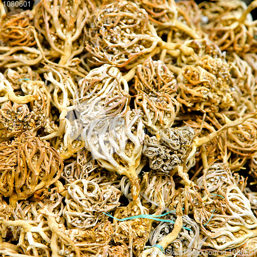 Image of Ginseng root