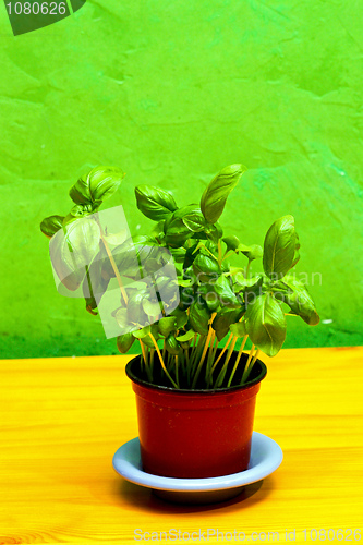 Image of Liguria basil