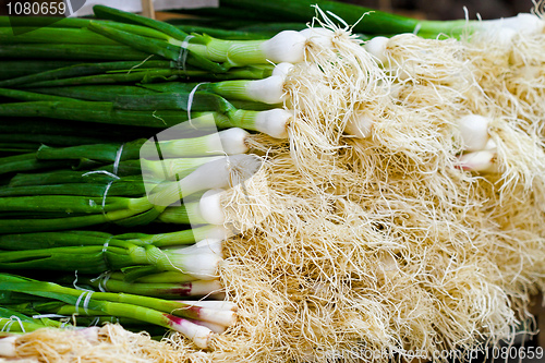 Image of Fresh garlic