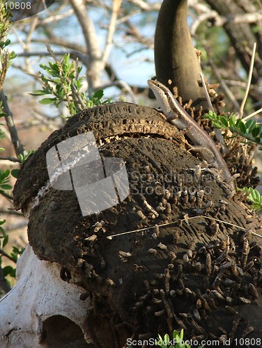 Image of Skink on skull