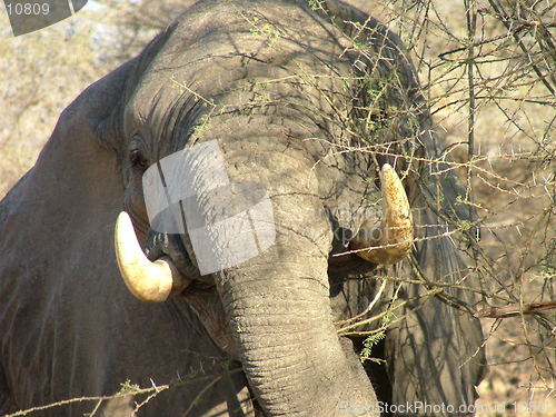 Image of Elephant