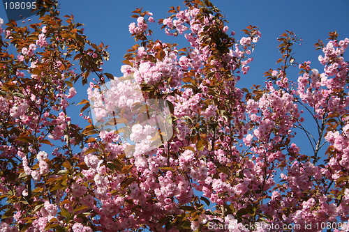 Image of Japanese cherry tree flowers