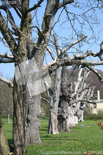 Image of Trees in line