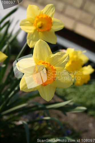 Image of Daffodils