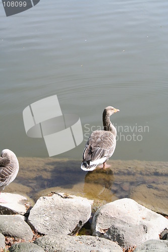 Image of Duck