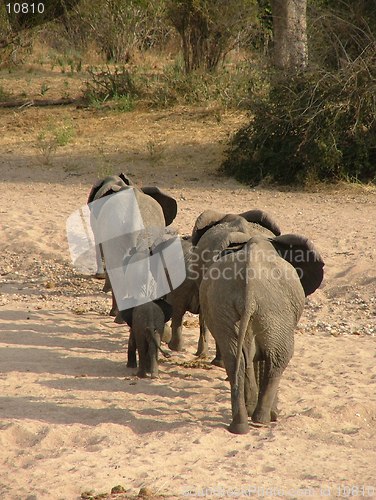 Image of Elephants crossing dry river