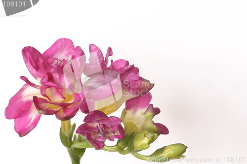 Image of pink freesia