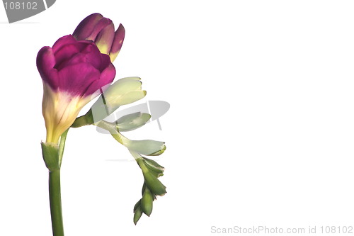 Image of freesia stem isolated