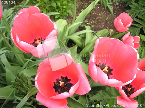 Image of first lady tulip