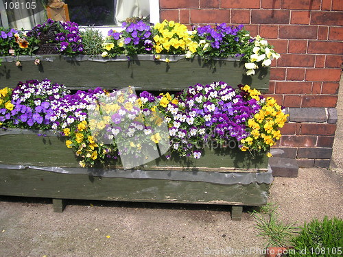 Image of pansies and viola in window boxes