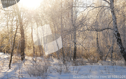 Image of winter forest