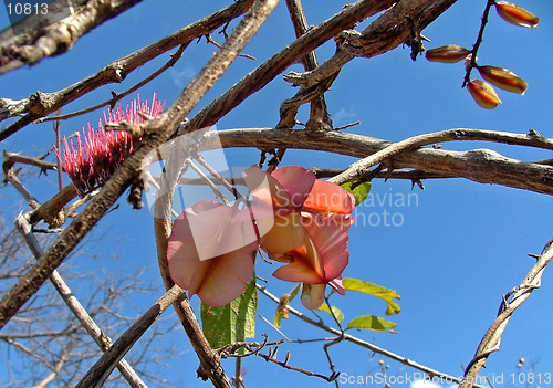 Image of Burning bush