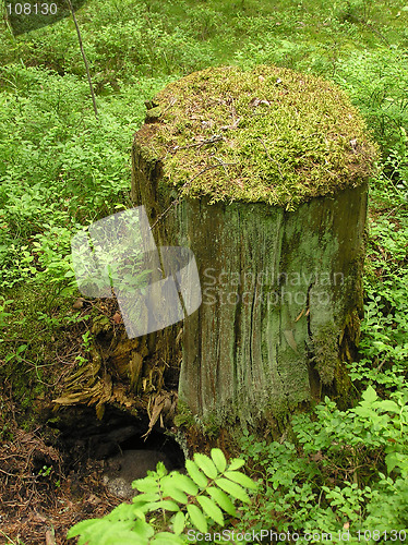 Image of Mossy stump