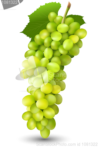 Image of juicy grapes