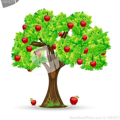 Image of apple tree