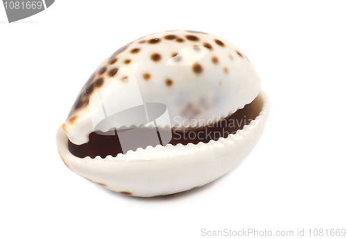 Image of Laughing Seashell