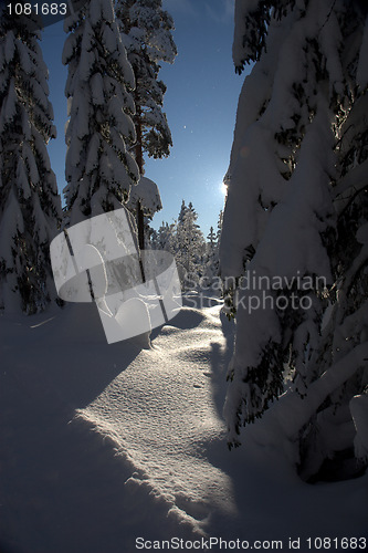 Image of winter forest