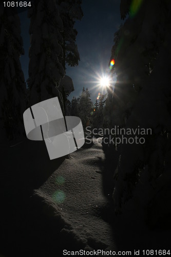 Image of Sun in winter forest