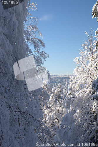 Image of Winter forest