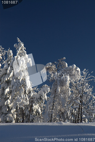 Image of winter forest